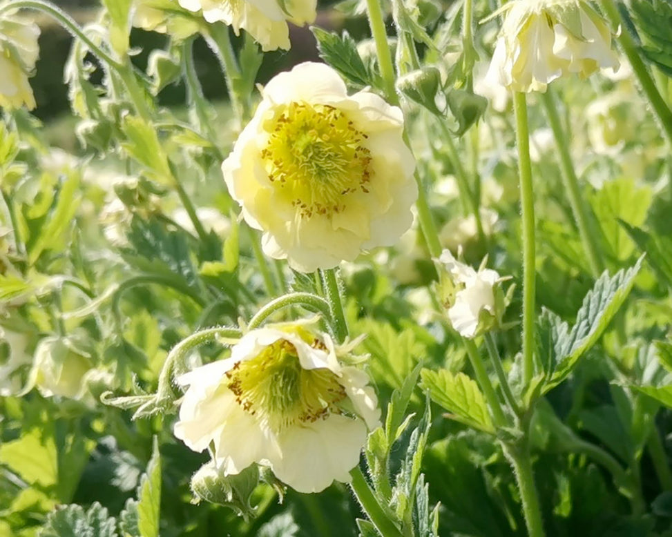 Geum 'Tales of Hex'