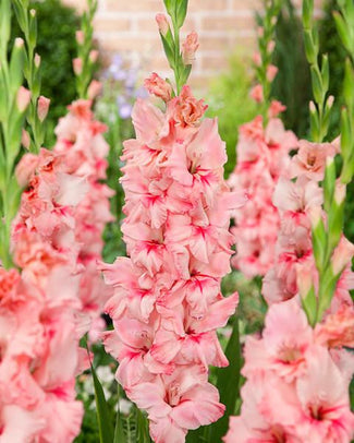 Gladiolus 'Adrenalin'