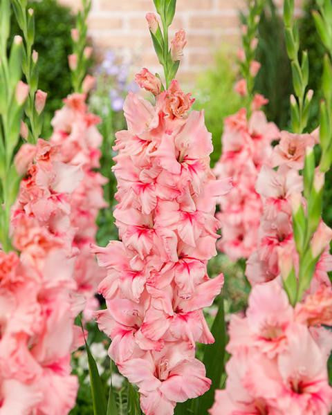 Gladiolus 'Adrenalin'