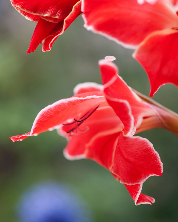 Gladiolus 'Atom'