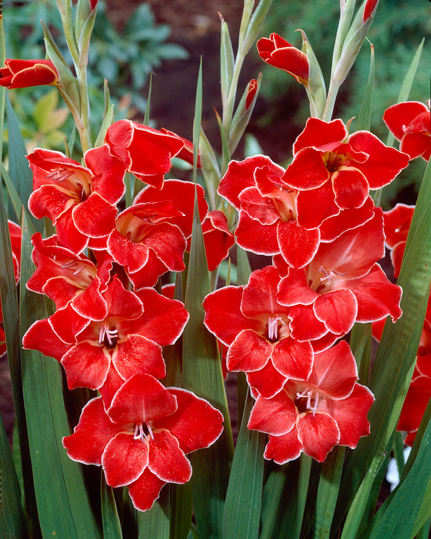 Gladiolus 'Atom'