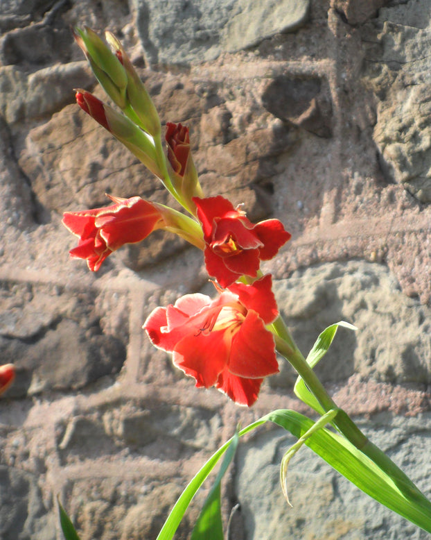 Gladiolus 'Atom'