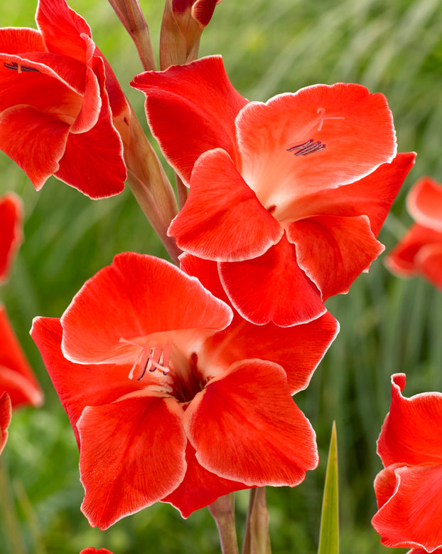 Gladiolus 'Atom'