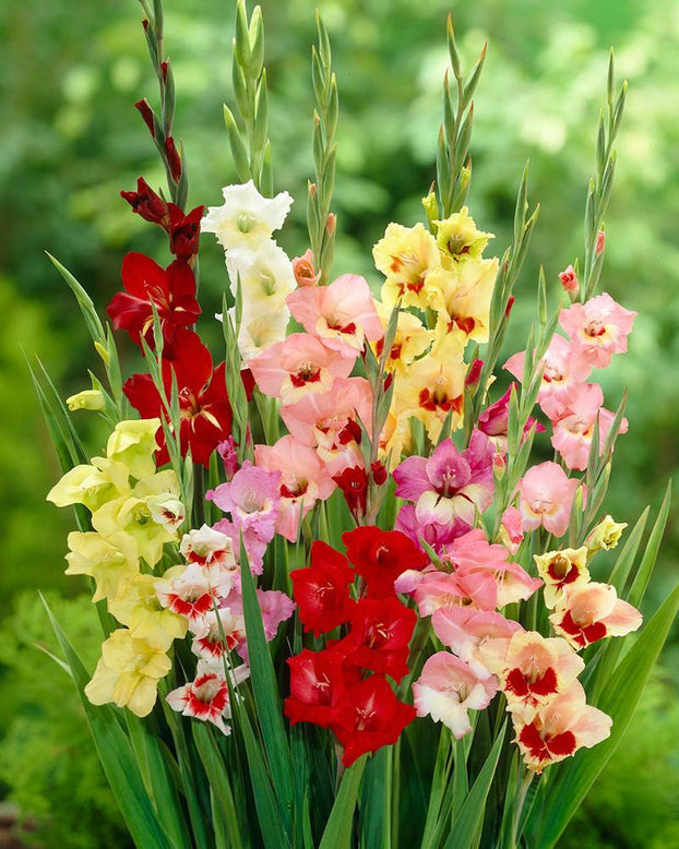 Gladiolus 'Butterfly Mixed'