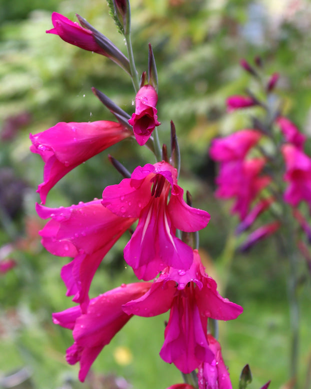 Gladiolus byzantinus