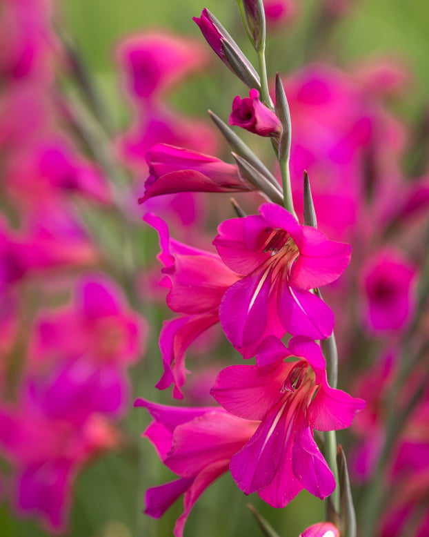 Gladiolus byzantinus