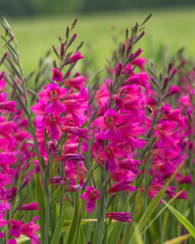 Gladiolus byzantinus