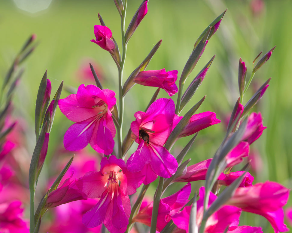 Gladiolus byzantinus
