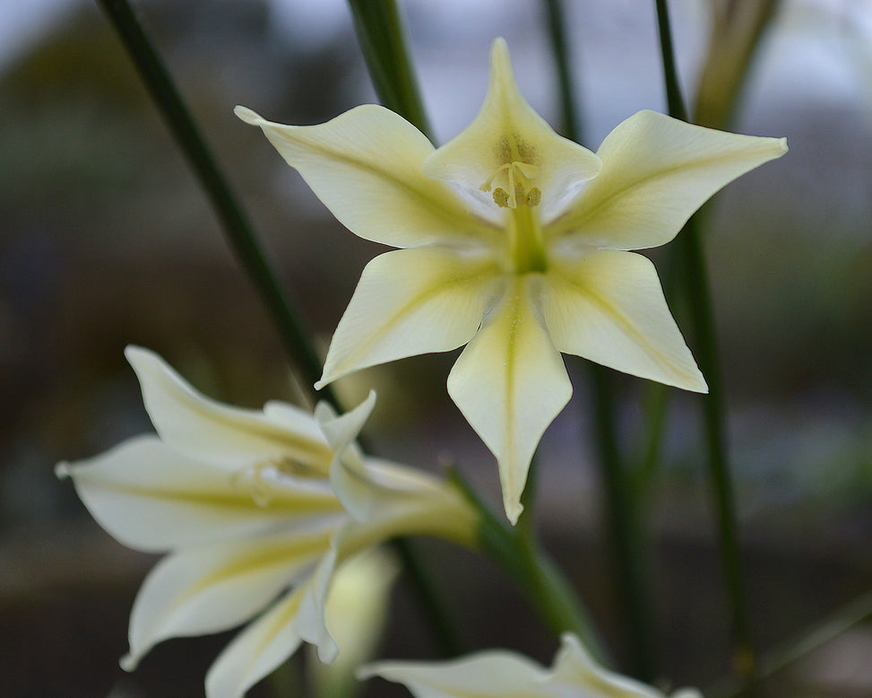 Gladiolus tristis var. concolor