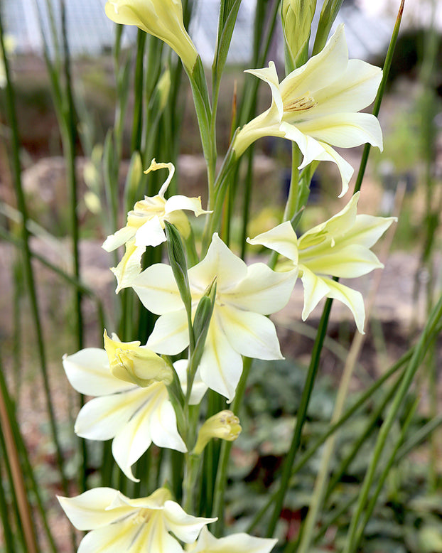 Gladiolus tristis var. concolor
