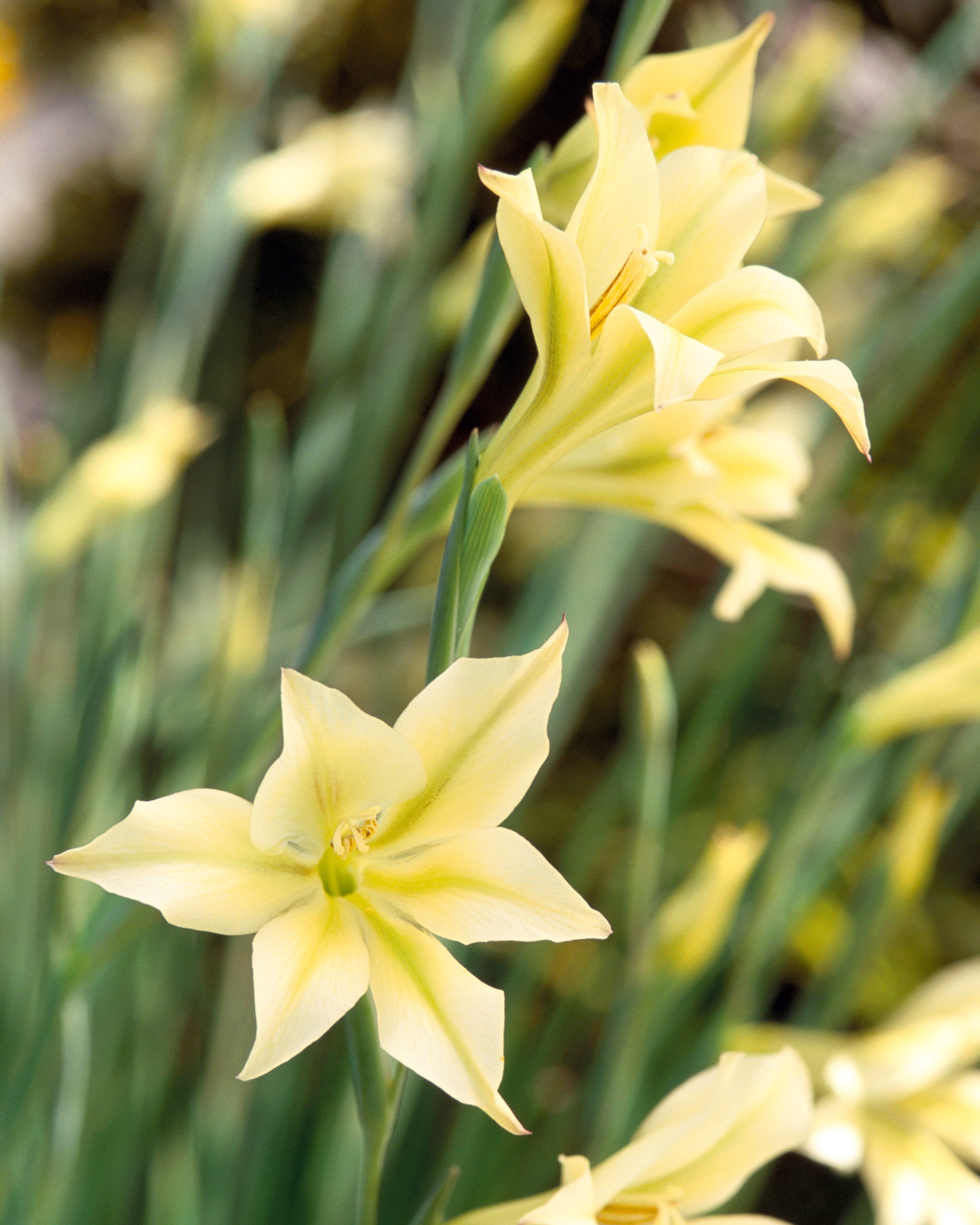 Gladiolus tristis var. concolor bulbs — Buy online at Farmer Gracy UK