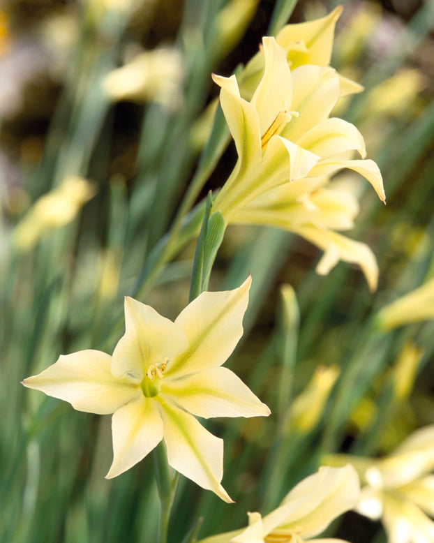 Gladiolus tristis var. concolor