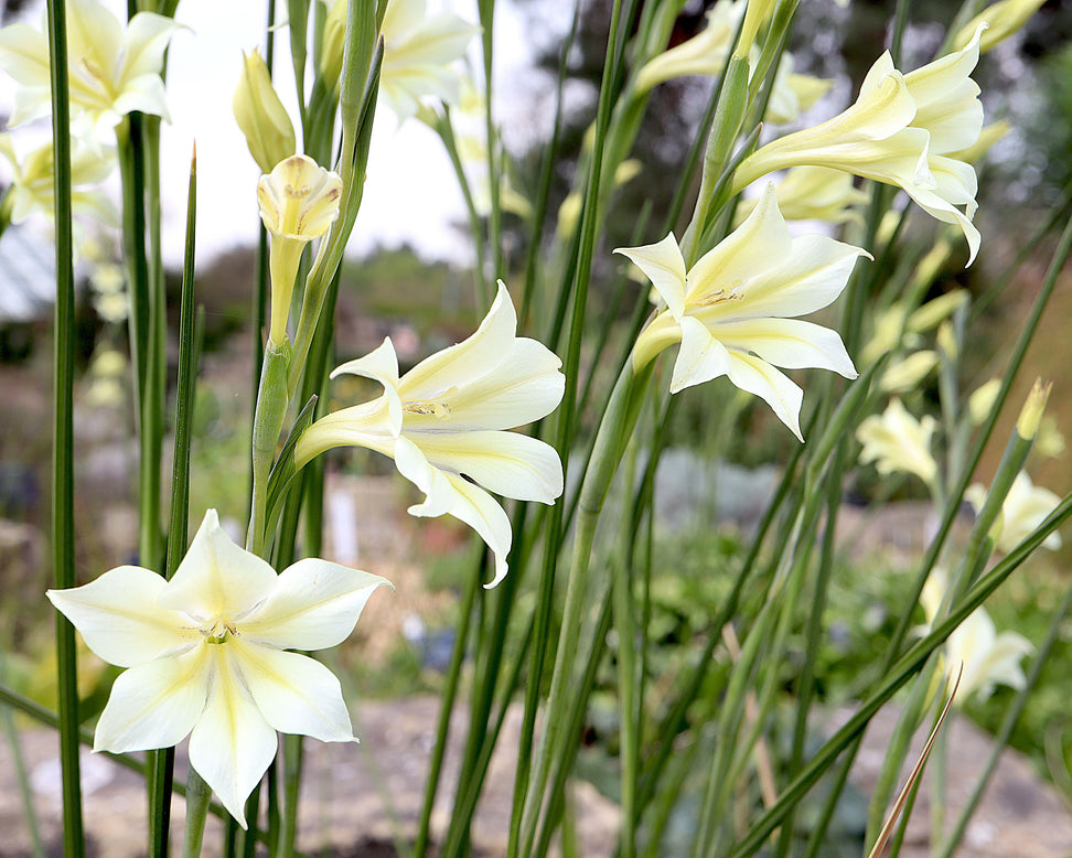 Gladiolus tristis var. concolor