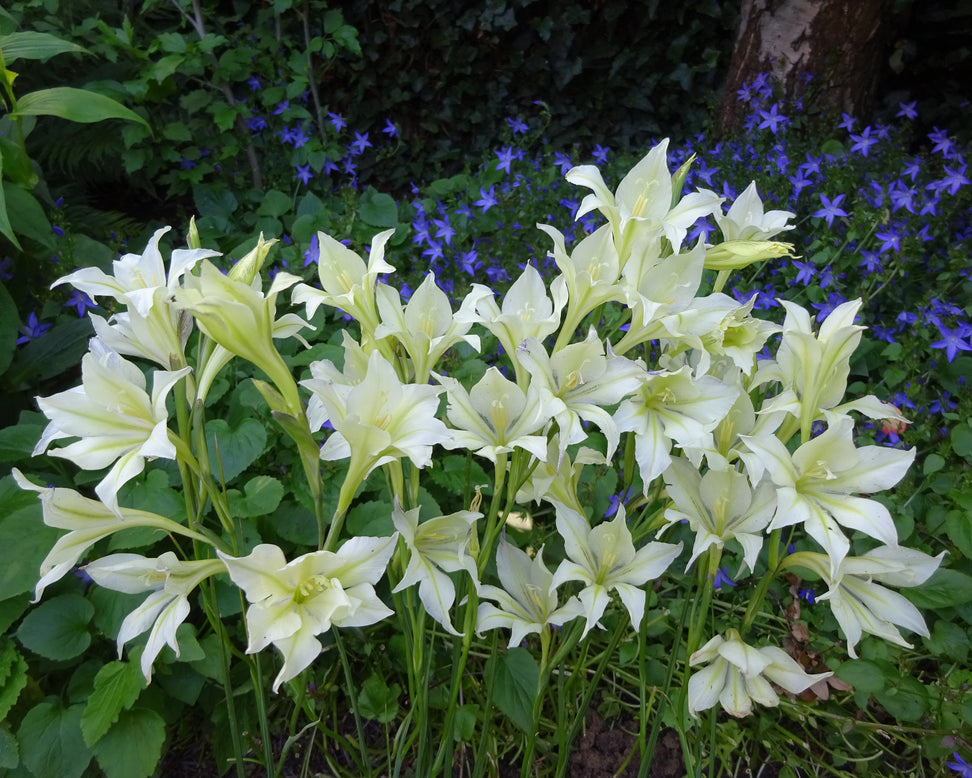 Gladiolus tristis var. concolor