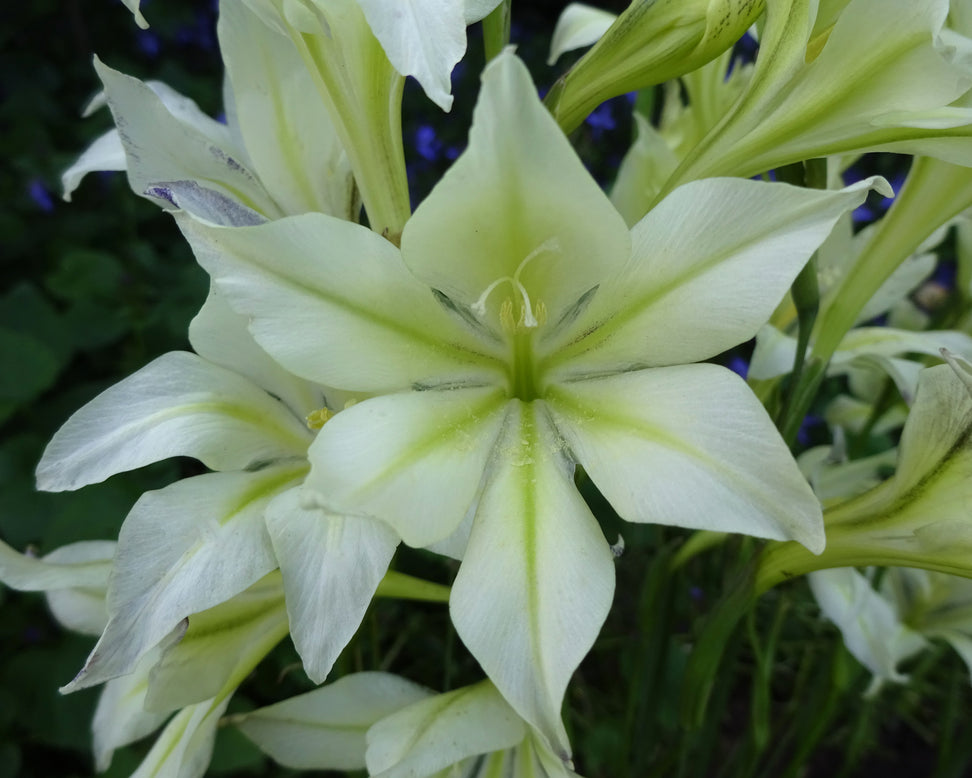 Gladiolus tristis var. concolor