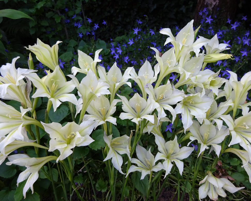 Gladiolus tristis var. concolor