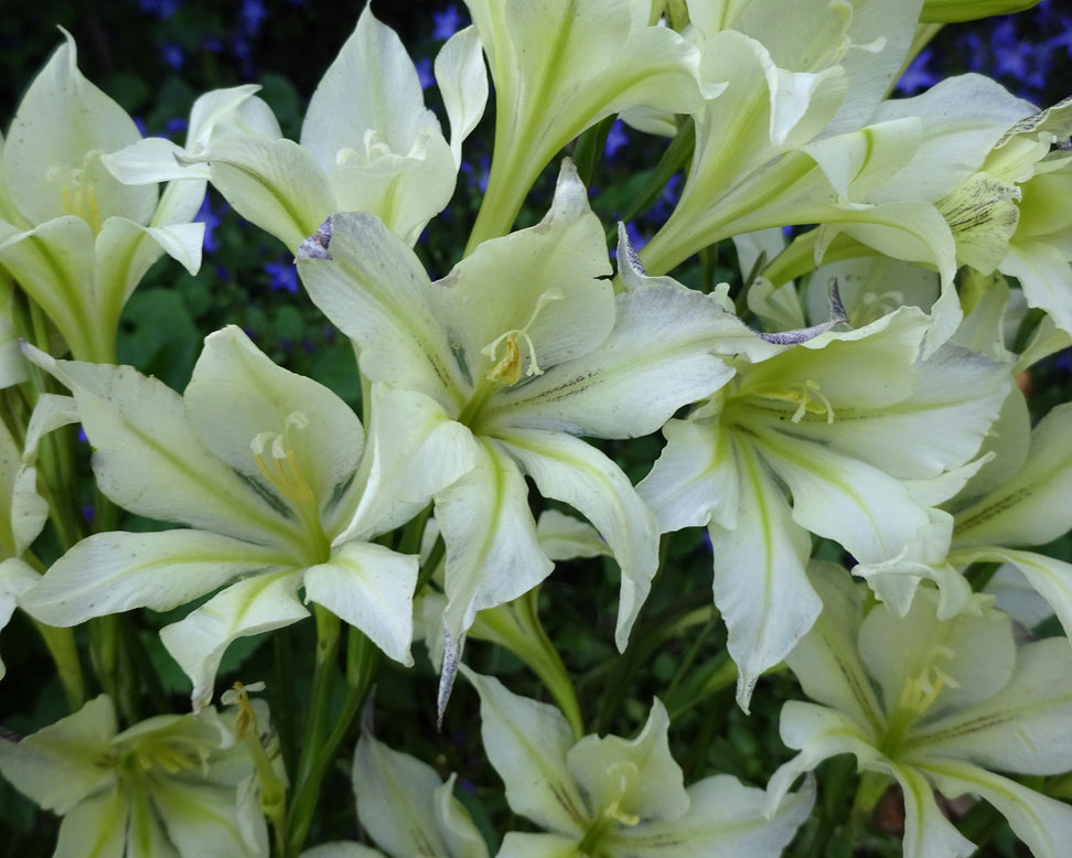 Gladiolus tristis var. concolor