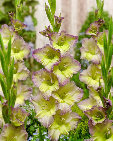 Gladiolus 'Moonlight Shadow'