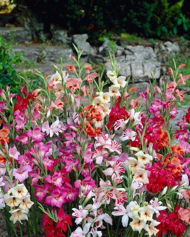 Gladiolus 'Nanus Mixed'
