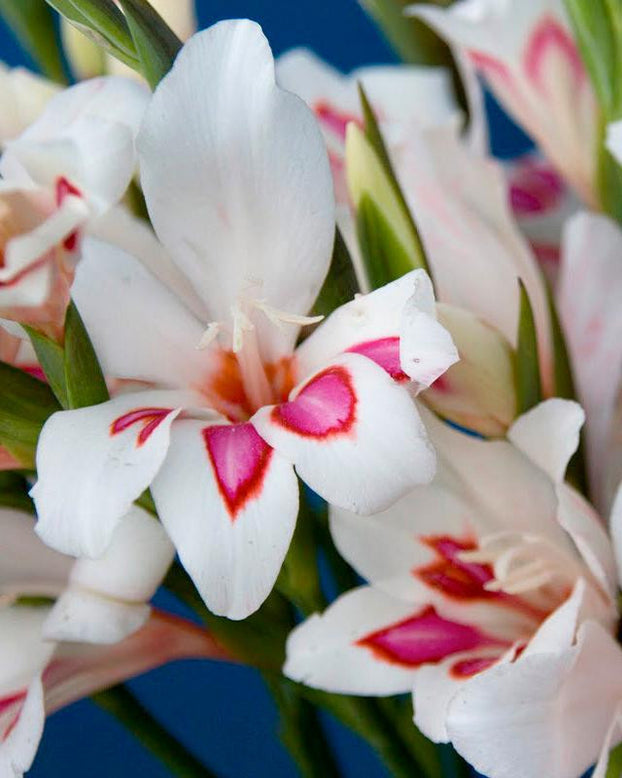 Gladiolus 'Prins Claus'
