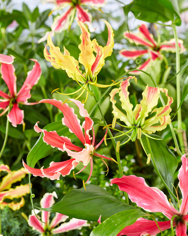 Gloriosa 'Summer Breeze'