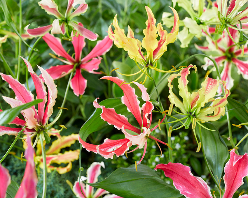 Gloriosa 'Summer Breeze'