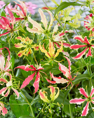 Gloriosa 'Summer Breeze'