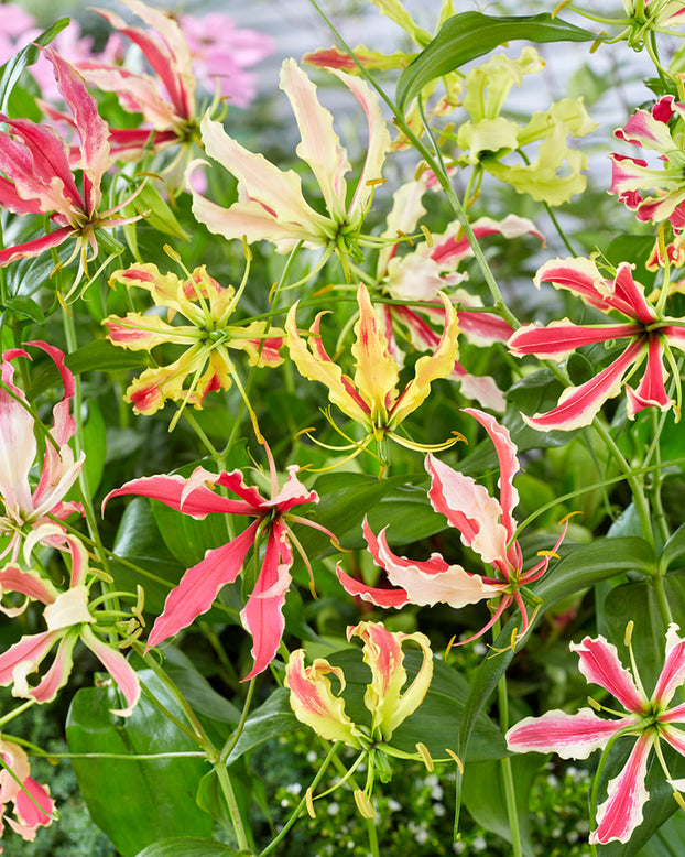 Gloriosa 'Summer Breeze'