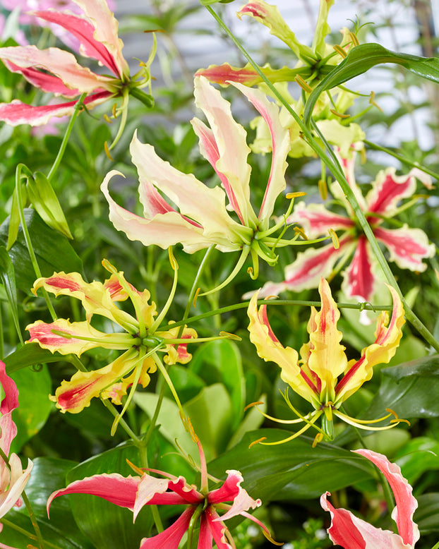 Gloriosa 'Summer Breeze'