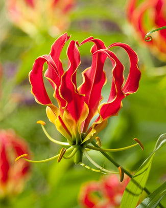 Gloriosa 'Tomas De Bruyne'