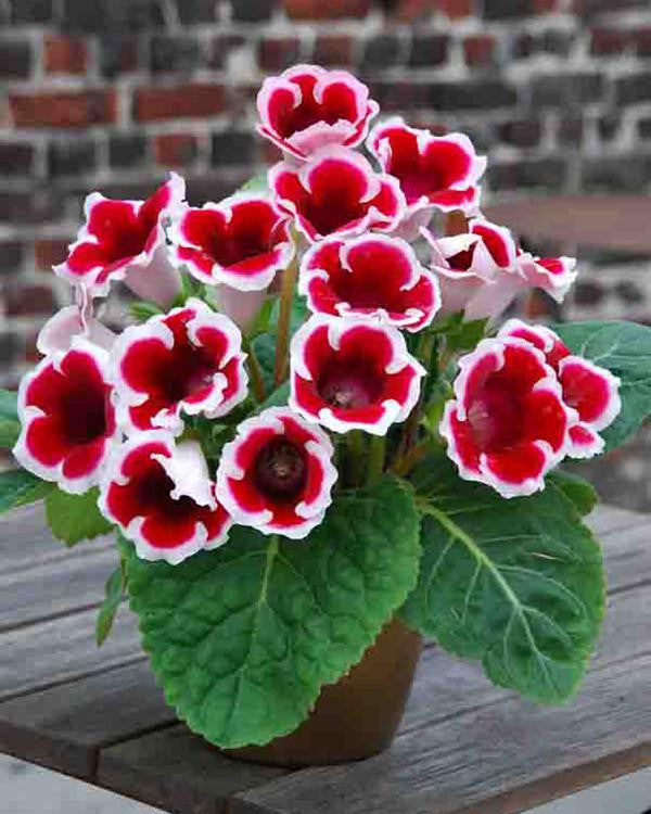 Gloxinia 'Kaiser Friedrich'