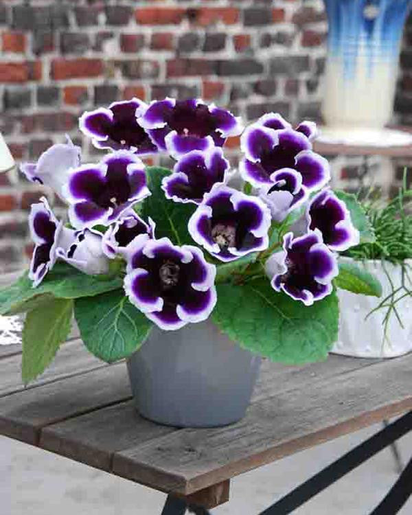 Gloxinia 'Kaiser Wilhelm'