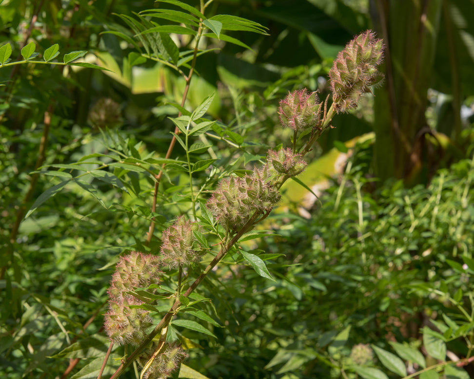 Glycyrrhiza yunnanensis