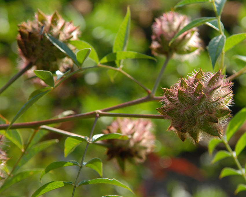 Glycyrrhiza yunnanensis