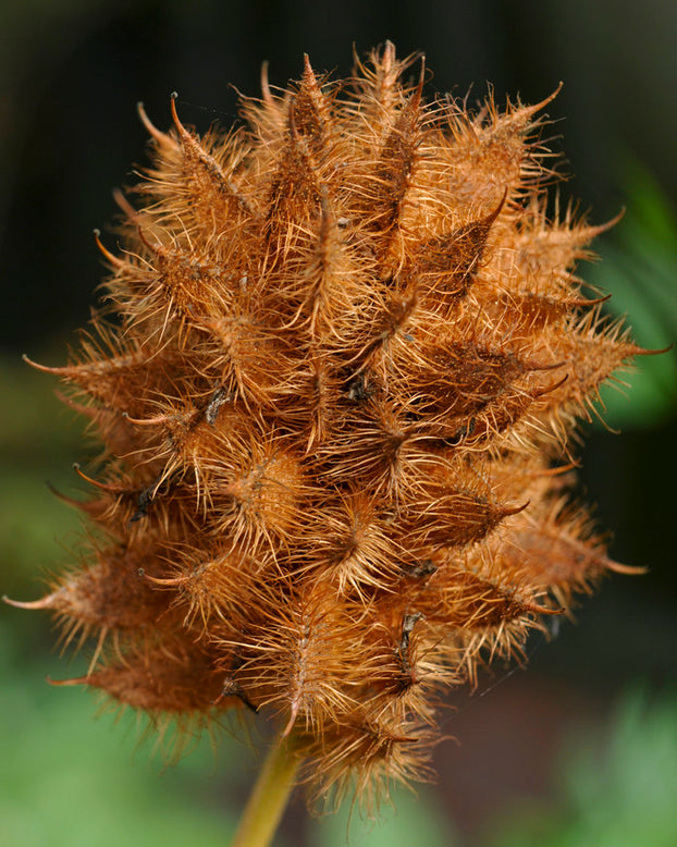 Glycyrrhiza yunnanensis