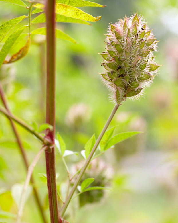 Glycyrrhiza yunnanensis