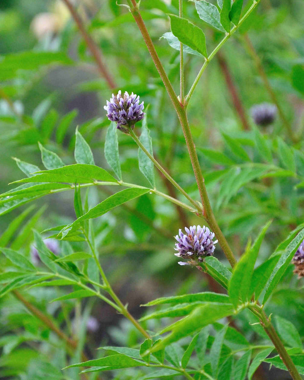 Glycyrrhiza yunnanensis