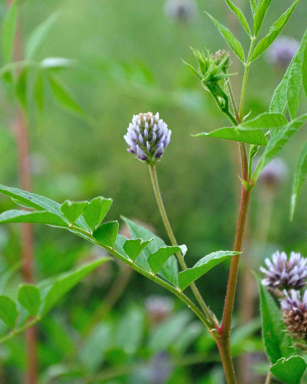 Glycyrrhiza yunnanensis