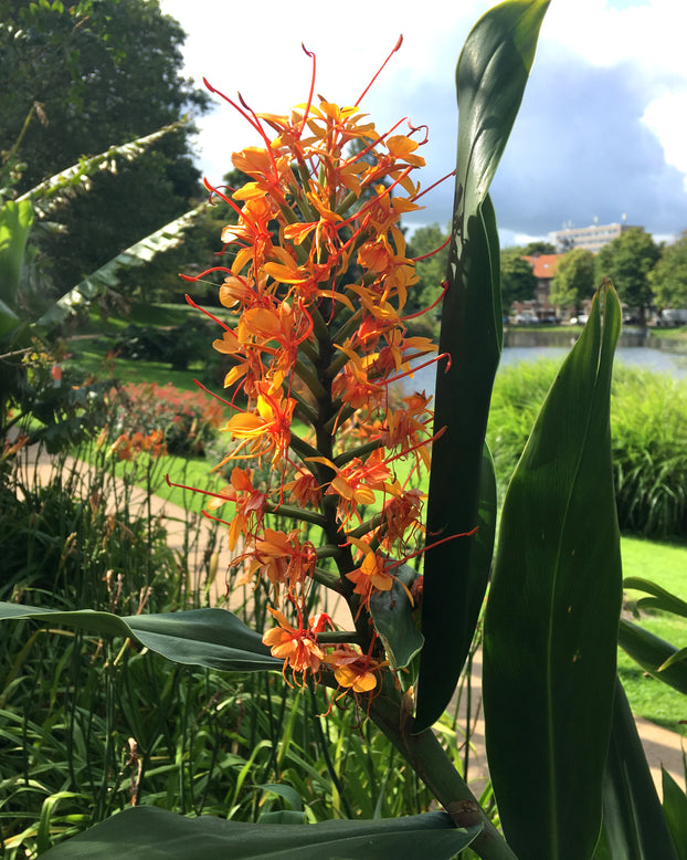 Hedychium aurantiacum
