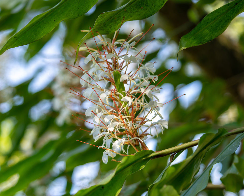 Hedychium griffithianum