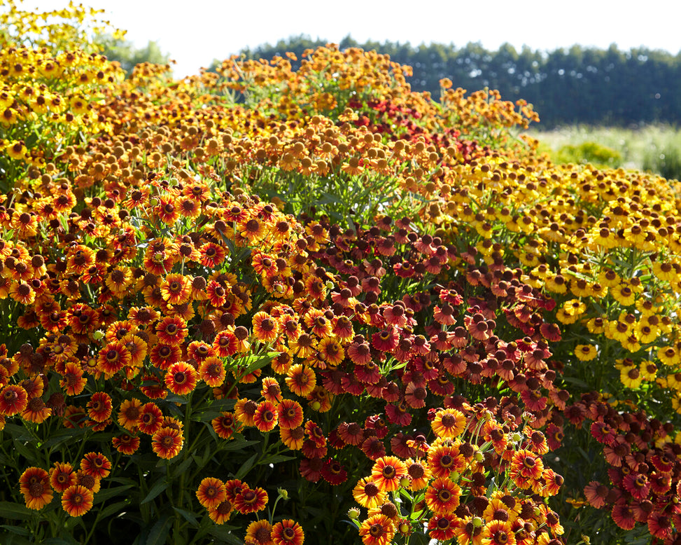 Helenium collection 'Paella'