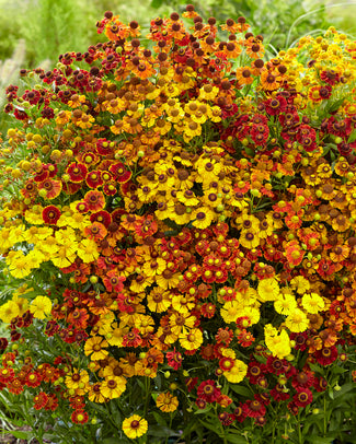 Helenium collection 'Paella'