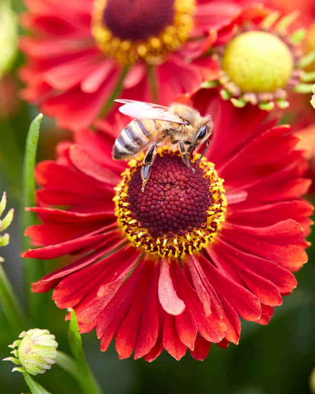 Helenium 'Ranchera'