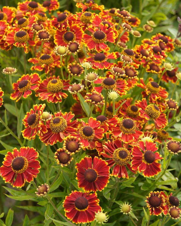 Helenium 'Ranchera'