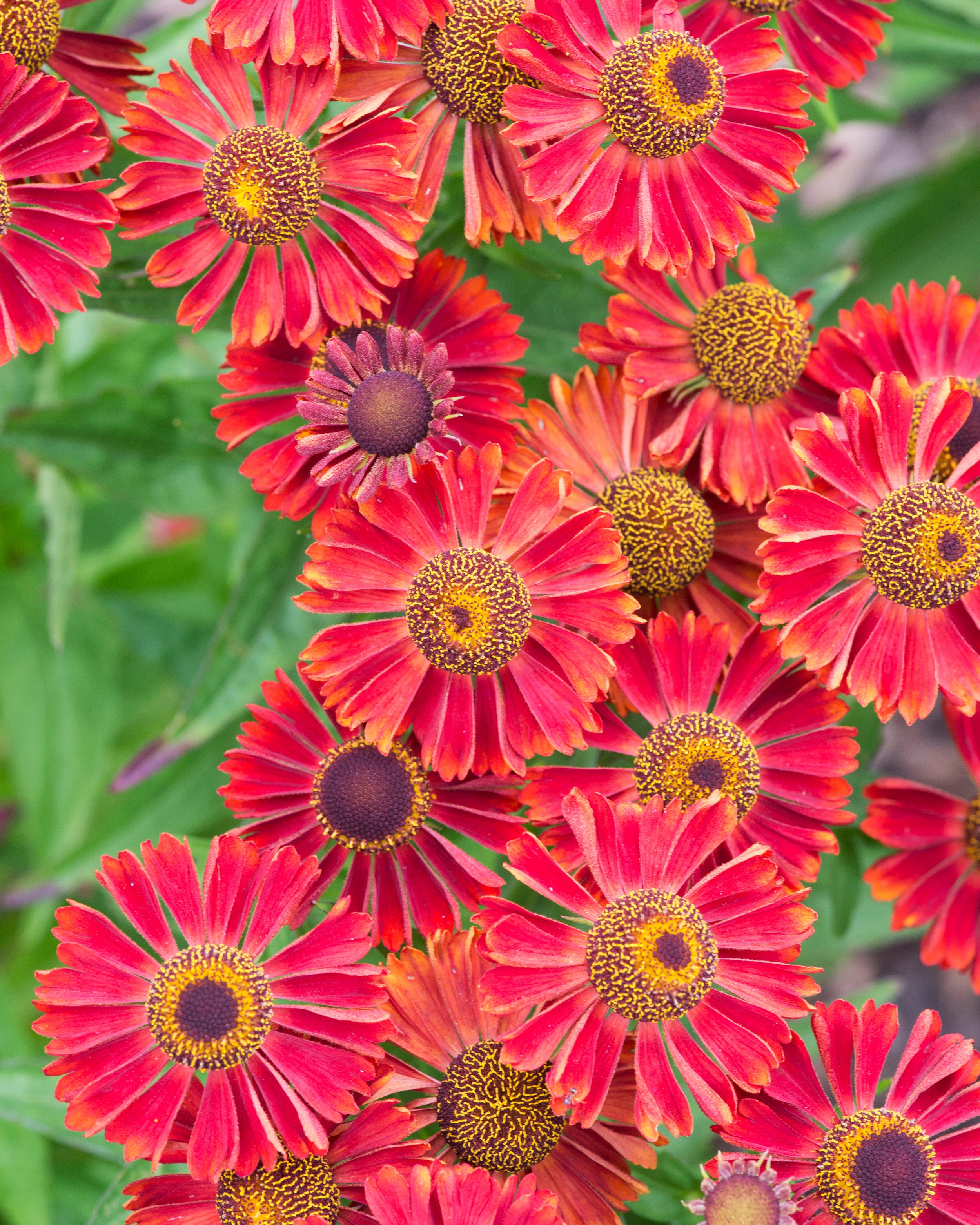 Helenium autumnale 'Siesta' bare roots — Buy sneezeweed online at ...