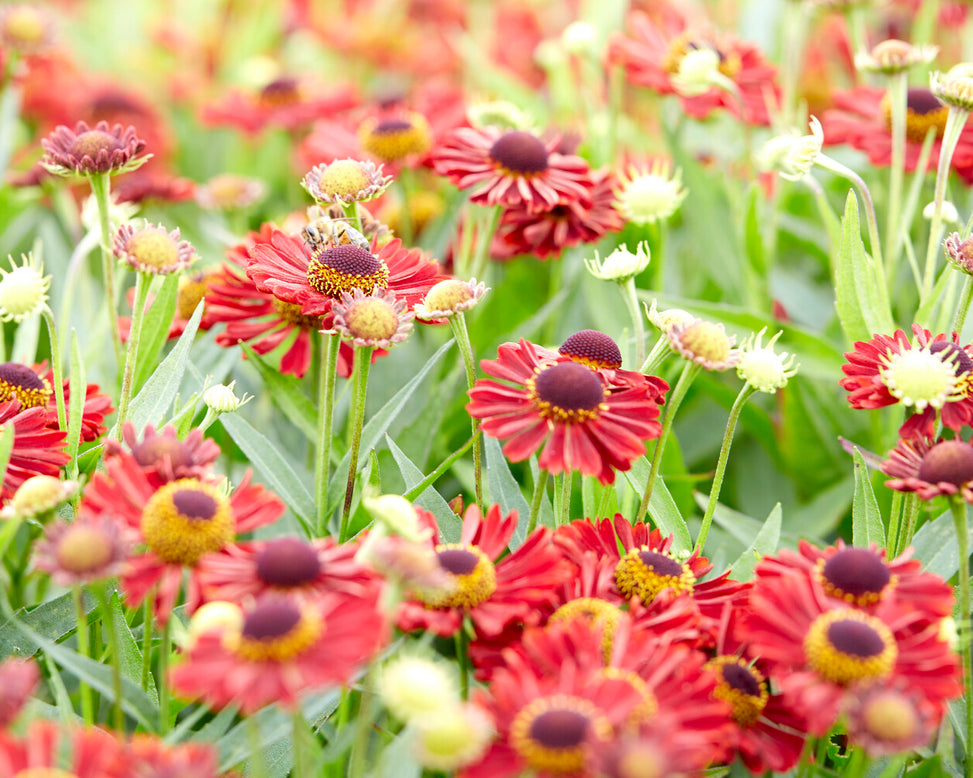 Helenium 'Siesta'