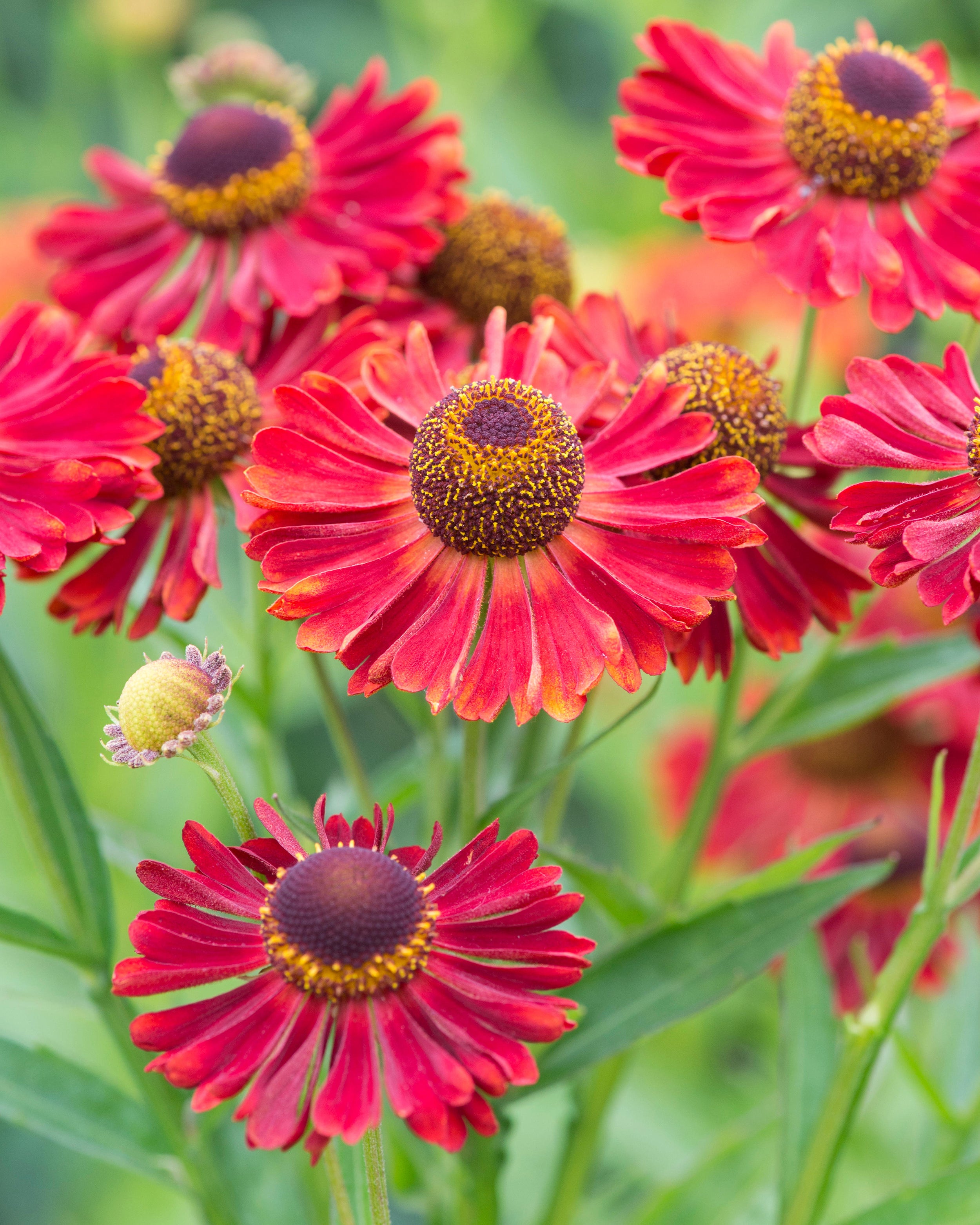 Helenium autumnale 'Siesta' bare roots — Buy sneezeweed online at ...
