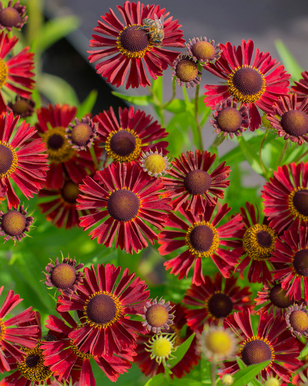 Helenium 'Siesta'