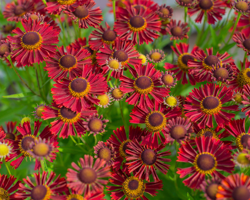 Helenium 'Siesta'