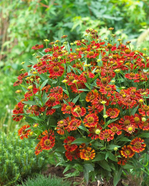 Helenium 'Siesta'